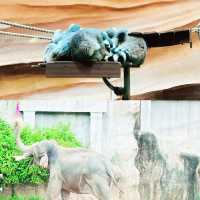 愛寶樂園：野生動物體驗