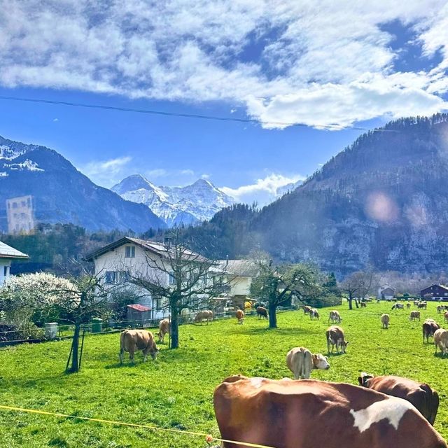 😊 Unterseen Switzerland