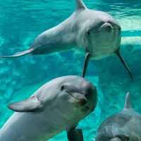 DMM Kariyushi水族館～迷人海洋世界