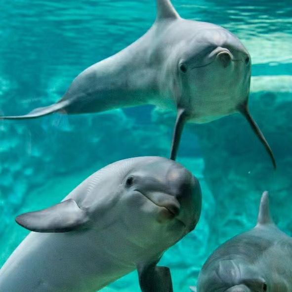 DMM Kariyushi水族館～迷人海洋世界