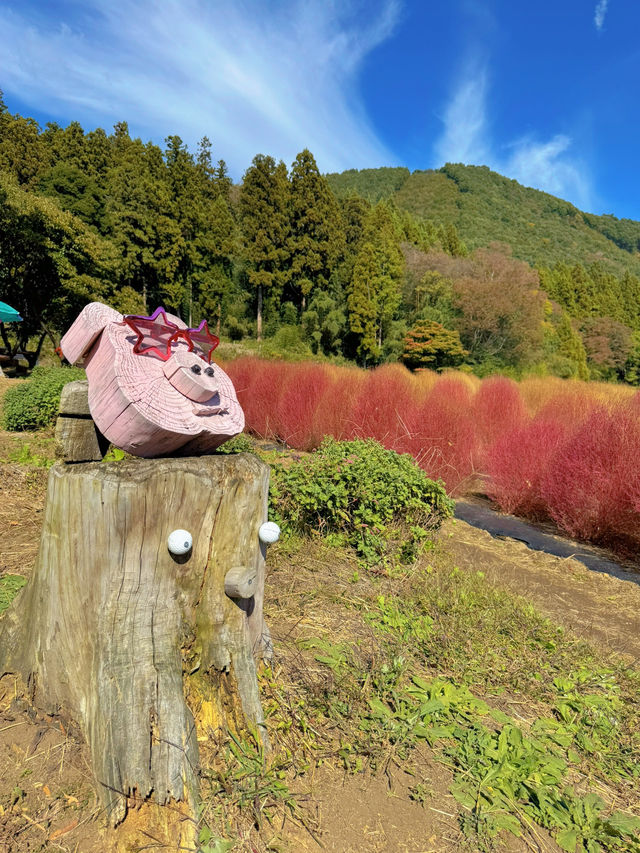 【群馬】秋のおでかけスポット🐿もふもふコキアの季節がやってきた🧡