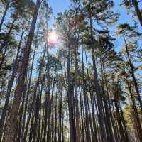 สถานีวนวัฒนวิจัยบ่อแก้ว เชียงใหม่ 🌲🌲