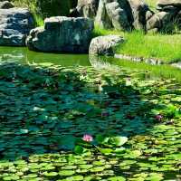 花田苑：鳥語花香的日本庭院夢🌸🐟