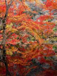 【京都府】嵐山祐斎亭