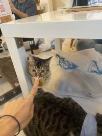 Cat cafe in Tsim sha Tsui @Hongkong