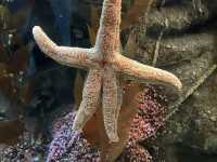 拉斯維加斯的鯊魚礁水族館