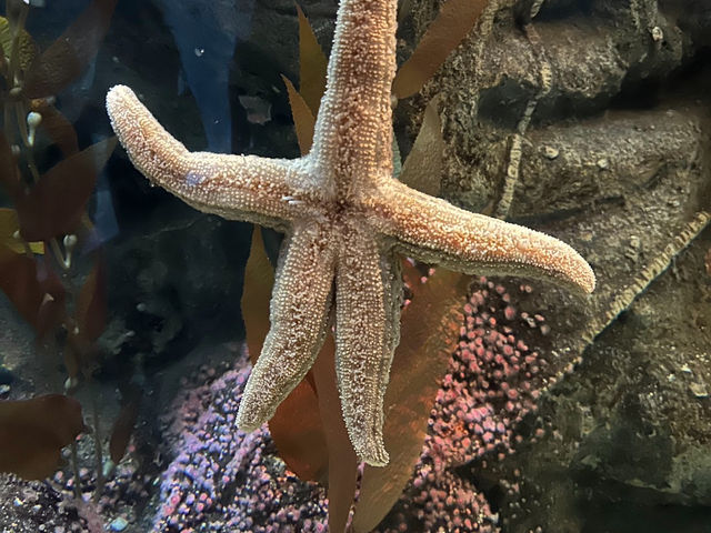 拉斯維加斯的鯊魚礁水族館