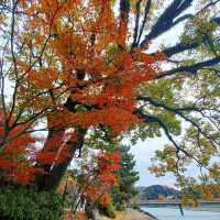 【朝霧橋:京都府宇治市】秋には紅葉と真っ赤な橋が映える美しい橋✨