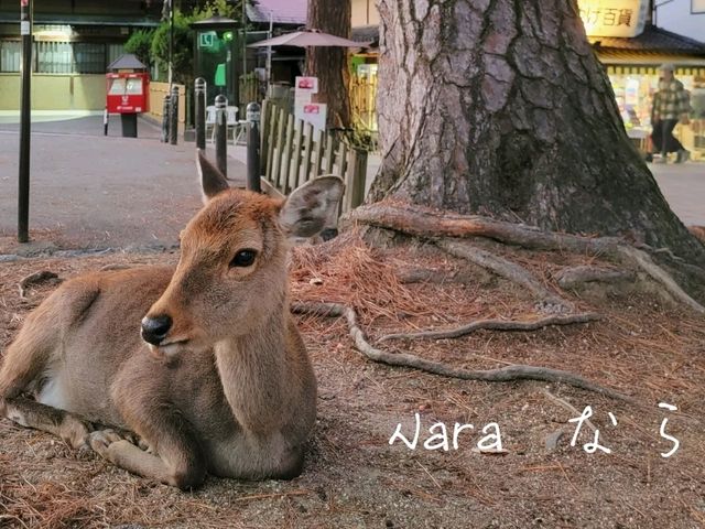 奈良小鹿怎樣都摸不膩
