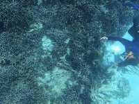 ดำน้ำดูปะการังและฝูงปลาที่เกาะสิมิลัน🐠🌊