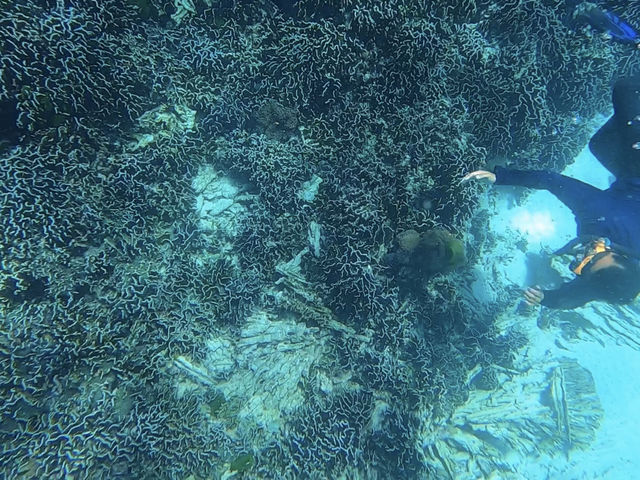 ดำน้ำดูปะการังและฝูงปลาที่เกาะสิมิลัน🐠🌊