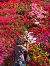 【愛知】美しすぎる色とりどりのツツジの花の壁🌺✨