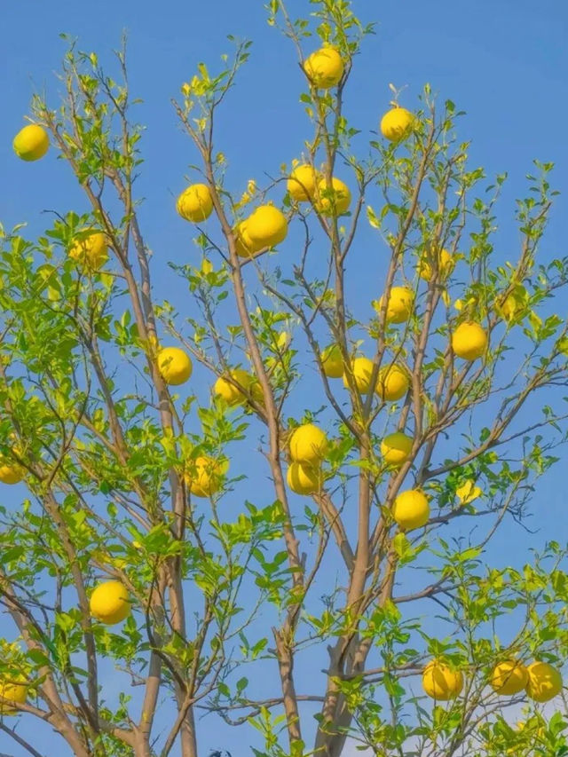 虞山公園