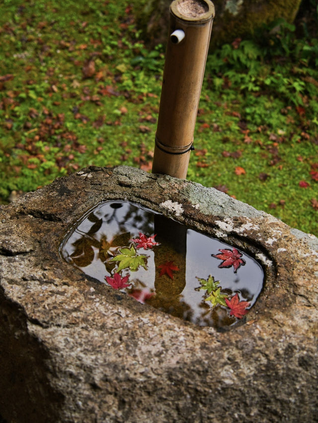 【ここ行って】本当は教えたくない🙅様々な顔が見える紅葉寺院✨※見どころ付き