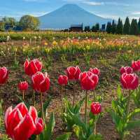 【山梨】富士山が見える美しい公園
