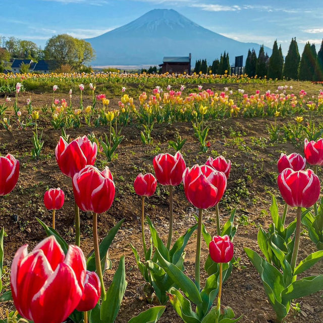 【山梨】富士山が見える美しい公園