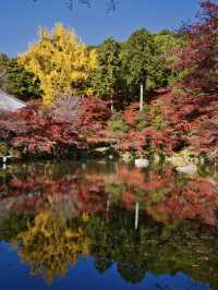 【ここ行って】桜もいいけどモミジもおすすめ‼️豊臣秀吉が残した形見の絶景🍁