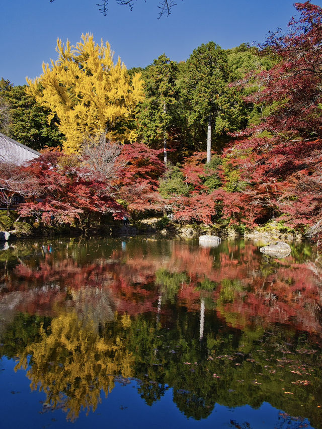 【ここ行って】桜もいいけどモミジもおすすめ‼️豊臣秀吉が残した形見の絶景🍁