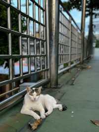 Lumphini park - my peaceful escape in the heart of Bangkok