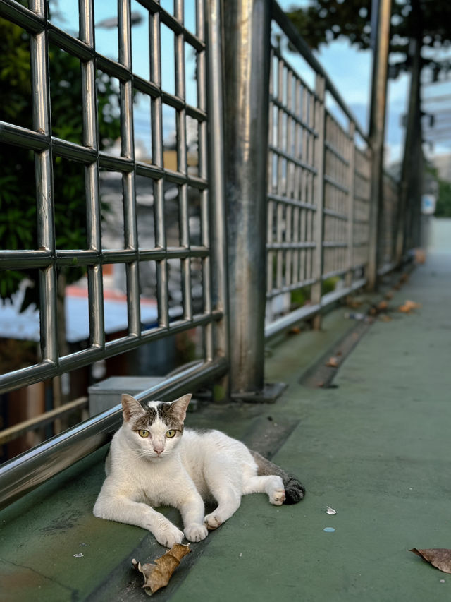 Lumphini park - my peaceful escape in the heart of Bangkok