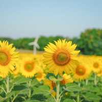 นครสวรรค์ก็มีทุ่งดอกทานตะวันน๊า!! 🌻🌻