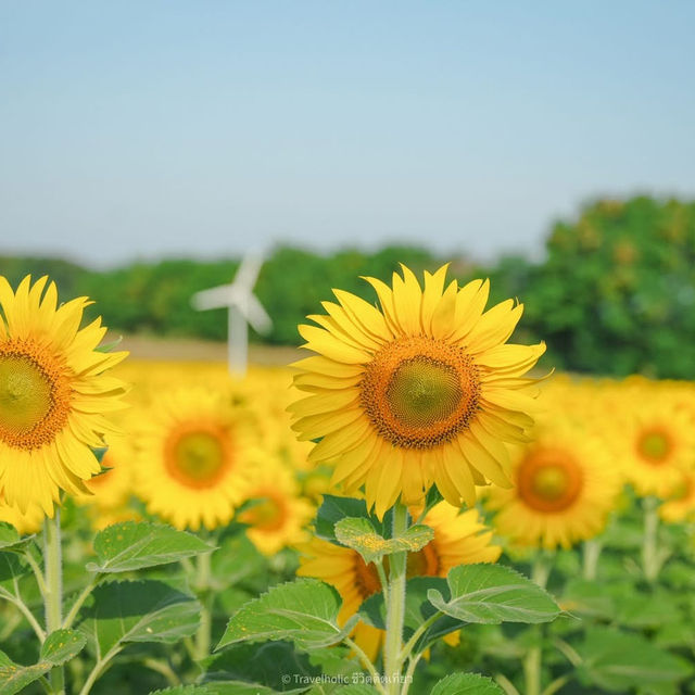 นครสวรรค์ก็มีทุ่งดอกทานตะวันน๊า!! 🌻🌻