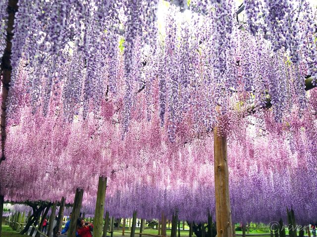 【福岡県】110mの大藤棚のトンネルは圧巻！「河内藤園」
