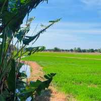 Authentic Thai food in a Rice Field🌾