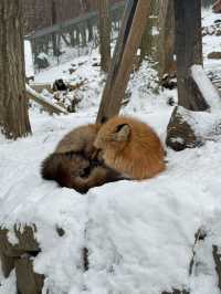 Feeling Foxy at Zao Fox Village