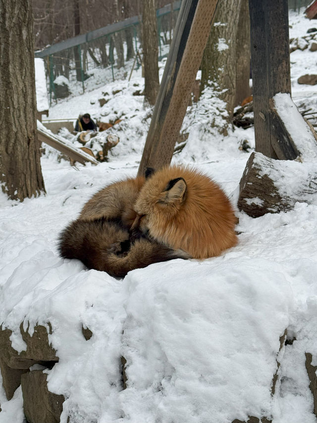 Feeling Foxy at Zao Fox Village