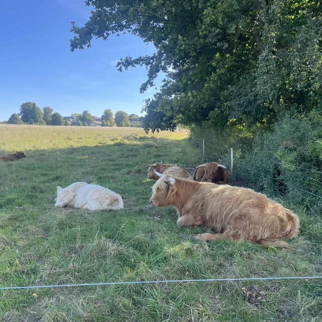 Relaxing in Roskilde-Copenhegen