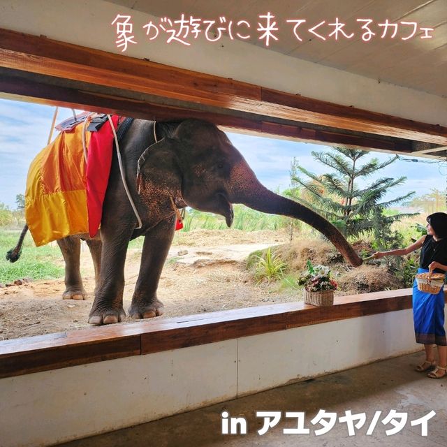 【アユタヤ/タイ】象が遊びに来てくれるカフェ🐘