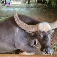 Old Phuket Farm