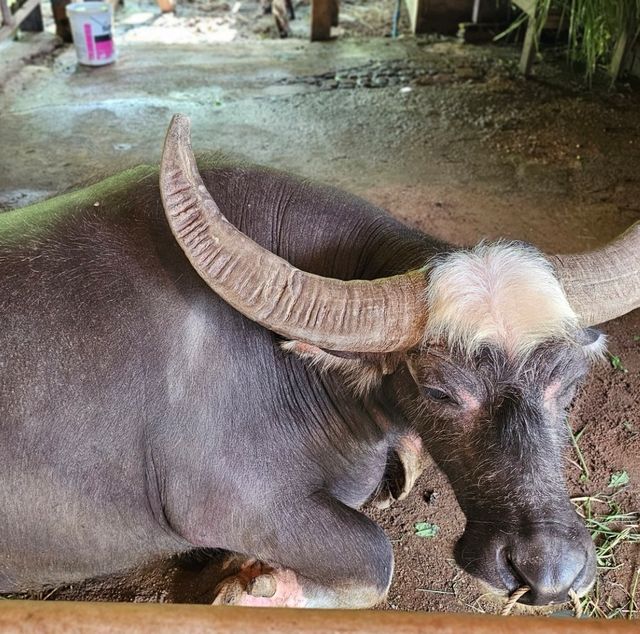 Old Phuket Farm