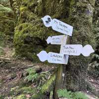 Summiting Serenity: Mount Takorika, Havelock