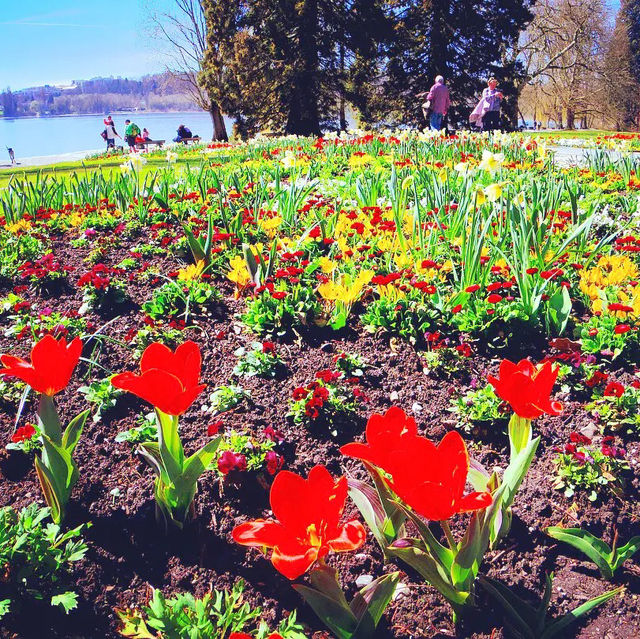 【ドイツ】花好き必見🌷花の島・マイナウ島