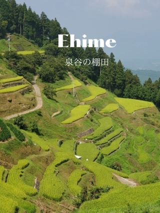【四季變換的梯田景觀】
