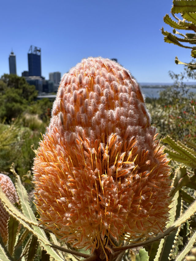 Kings Park