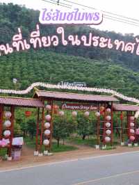 ไร่ส้มชไมพร