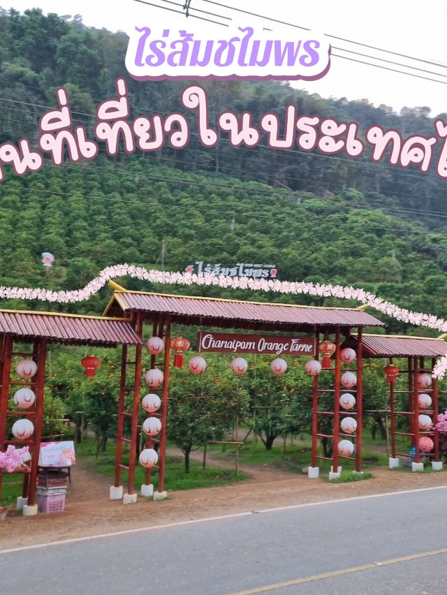 ไร่ส้มชไมพร