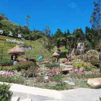 Betong Winter Flowers Garden