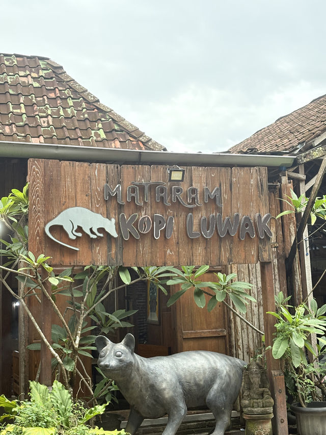 Kopi Luwak Mataram｜免費試喝印尼最貴咖啡☕️必買伴手禮