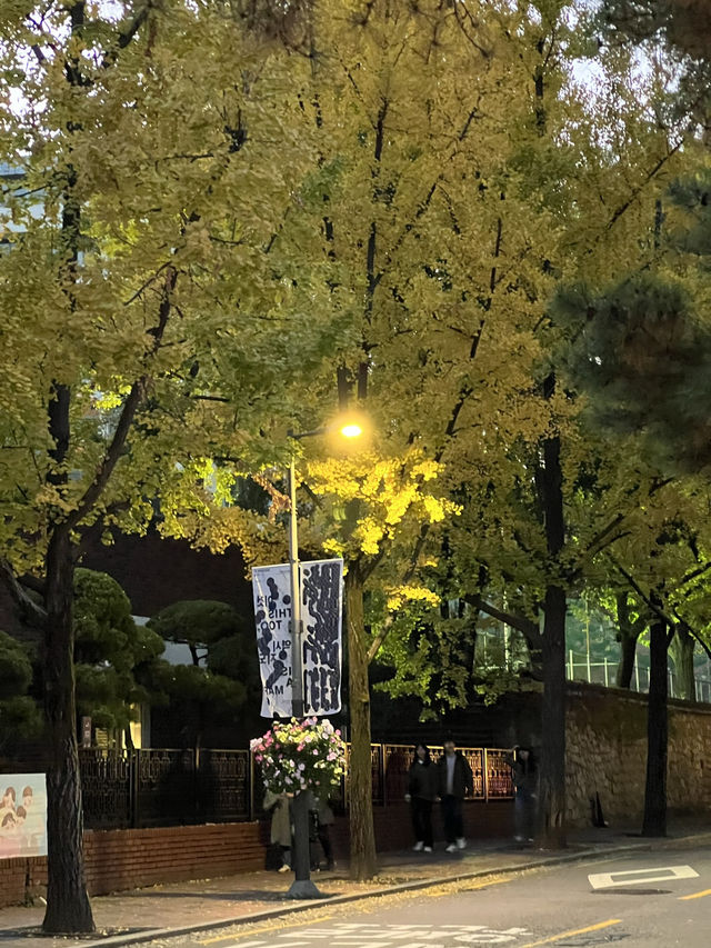 ชมใบไม้เปลี่ยนสีที่ถนนจองดงกิล (정동길) 🍁