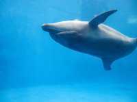 【鹿児島県】 桜島を眼前に仰ぐロケーション抜群の水族館『いおワールドかごしま水族館』