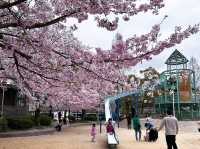 大阪櫻花🌸大阪城公園「櫻吹雪」~太浪漫了吧！