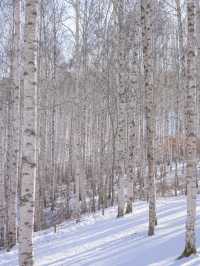 흰 빛깔 눈밭 위 새하얀 자작나무들이 속삭이는 숲❄️🤍