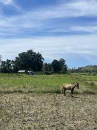 A Road Trip Through Waingapu – Where Horses Rule the Road 🐎🚗 