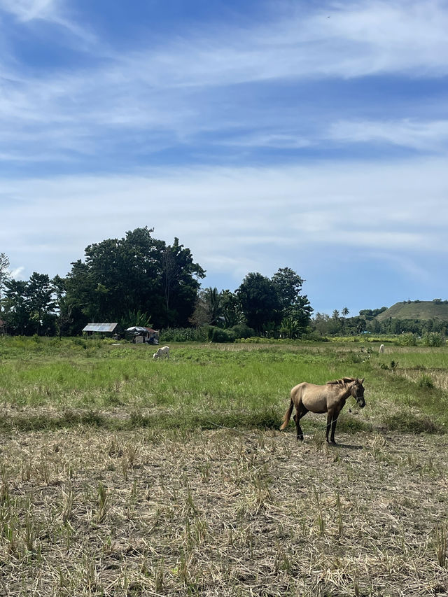 A Road Trip Through Waingapu – Where Horses Rule the Road 🐎🚗 