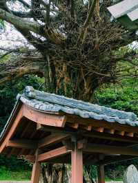 五島の自然の力強さを感じるアコウ巨木🌳