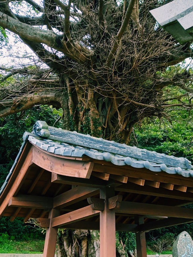 五島の自然の力強さを感じるアコウ巨木🌳